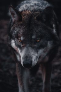 Governor Wolf And His Legion of Darkness Must Be Stopped In Pennsylvania (townhall.com)
